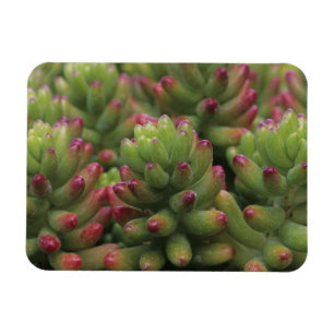 Sedum plant, Arizona-Sonora Desert Museum, Magneet