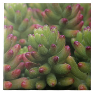 Sedum plant, Arizona-Sonora Desert Museum, Tegeltje
