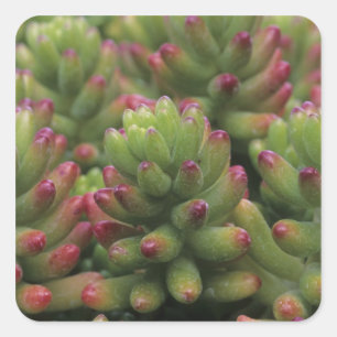 Sedum plant, Arizona-Sonora Desert Museum, Vierkante Sticker