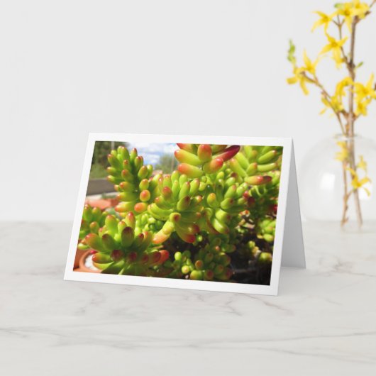 Sedum Rubrotinctum, Succulente Jelly Bean Plant Kaart (Gele Bloem)