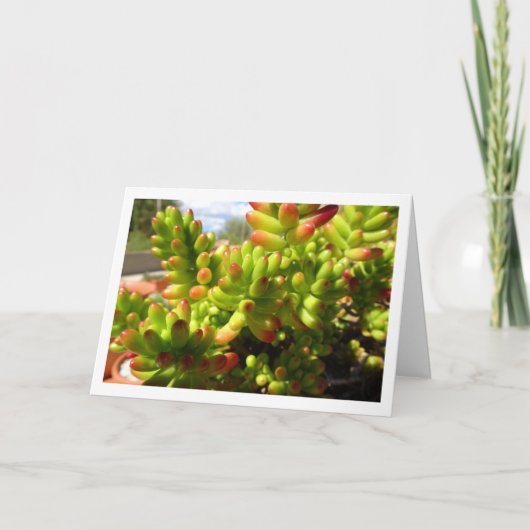 Sedum Rubrotinctum, Succulente Jelly Bean Plant Kaart (Voorkant)