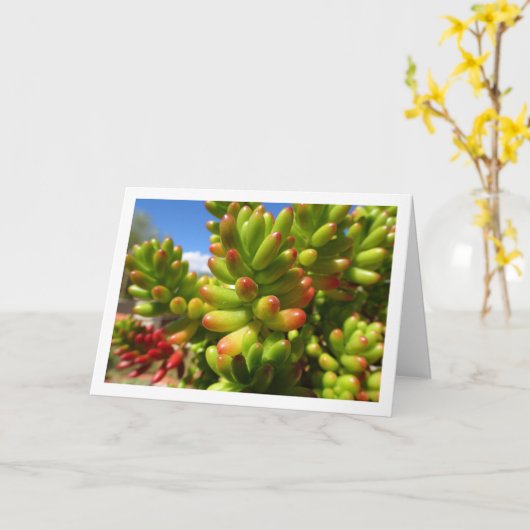 Sedum Rubrotinctum, Succulente Jelly Bean Plant Kaart (Gele Bloem)