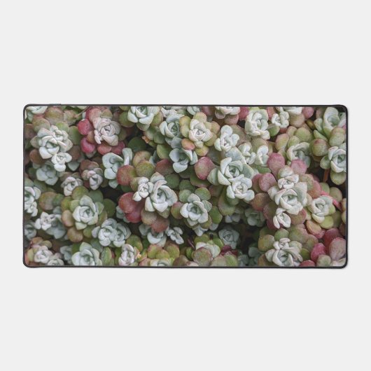 Sedum Spathulifolium Stonecrop Floral (Recto)