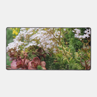Sedum vetplanten met witte bloesems bureaumat