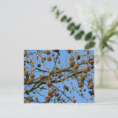 Seed Pods - London Plane Tree Briefkaart (Staand voorkant)