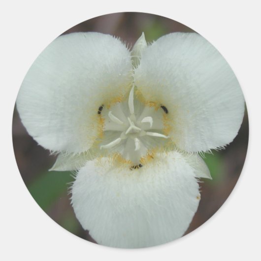 Sego Lily stickers (Voorkant)