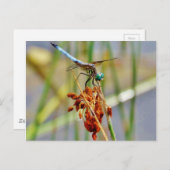 Segragras en Dragonfly Briefkaart (Voorkant / Achterkant)