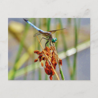 Segragras en Dragonfly Briefkaart