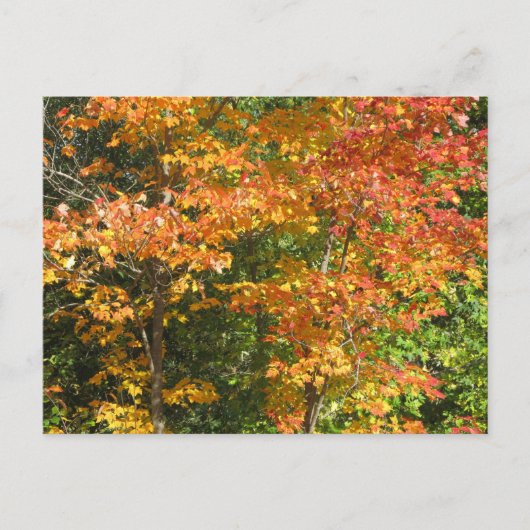 Seizoen van verandering briefkaart (Voorkant)