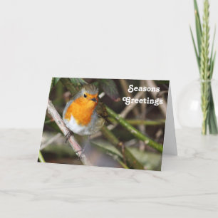 Seizoenen Groeten Robin Bird in Tree Feestdagen Kaart