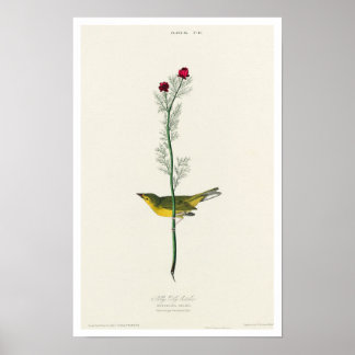 Selby's Flycatcher par Audubon Poster