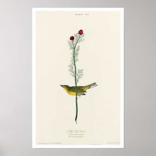 Selby's Flycatcher par Audubon Poster (Devant)