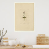Selby's Flycatcher Poster (Keuken)