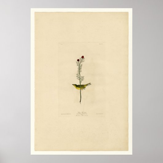 Selby's Flycatcher Poster (Voorkant)