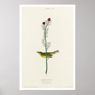 Selby's Flycatcher van het Poster van Audubon
