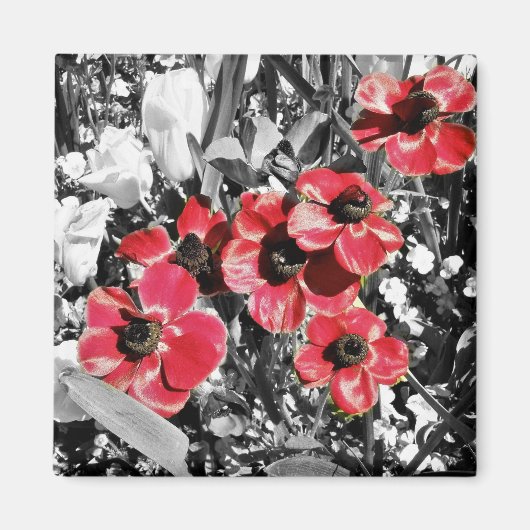 Selectieve schoonheid - Anemone bloesems magneet (Voorkant)