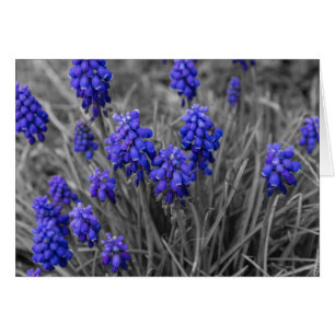 Sélection de la famille des Hyacinthes de raisins