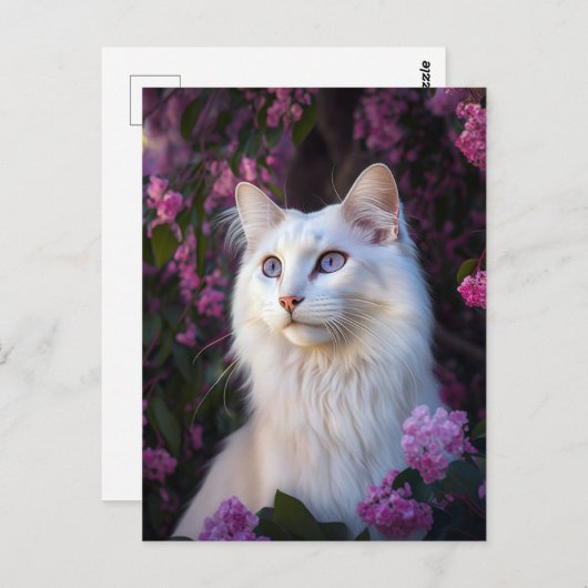Selene la carte postale de chat Angora turc (Devant / Derrière)
