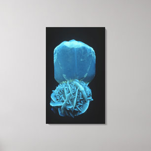 Selenietvorm van gips, een fluorescerende minerale canvas afdruk