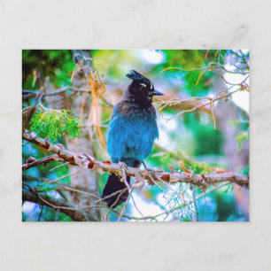 Seller's Jay - Originele Foto Briefkaart