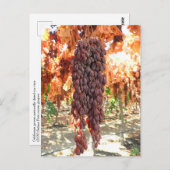 Selma Pete DOV Raisin Grapes Briefkaart (Voorkant / Achterkant)