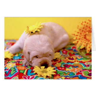 Semaine 2, Mme brumeuse Yellow