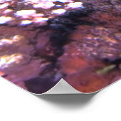 Semicircle Angelfish Poster (Hoek)