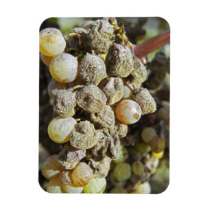 Semillon-druiven met edele rotting. op het moment  magneet