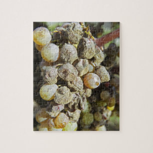 Semillon-druiven met edele rotting. ten tijde van  legpuzzel