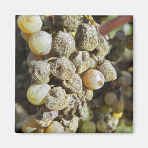 Semillon-druiven met edele rotting. ten tijde van  magneet