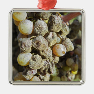 Semillon-druiven met edele rotting. ten tijde van  metalen ornament