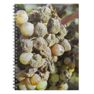 Semillon-druiven met edele rotting. ten tijde van notitieboek