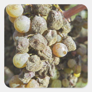 Semillon-druiven met edele rotting. ten tijde van  vierkante sticker