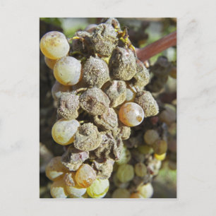 Semillon-druiven met edele rotting. tijdens de oog briefkaart