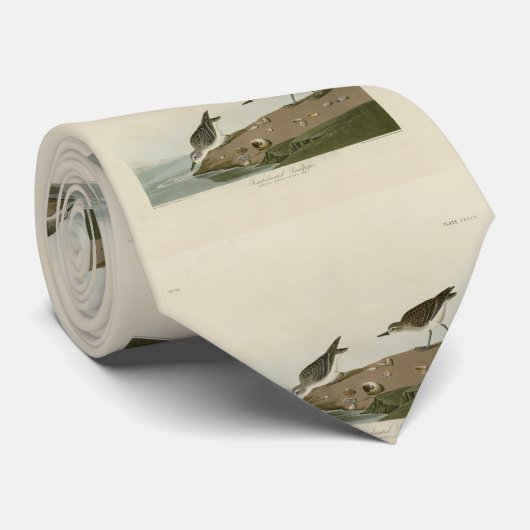 Semipalmeerde Sandpiper, Amerikaanse vogels van Au Stropdas (Opgerold)