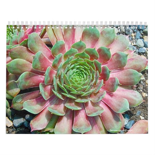 Sempervivum en Jovibarba Kalender (Hoes)