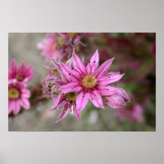 Sempervivum tectorum poster (Voorkant)
