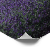 Senanque Abbey, Gordes, Vaucluse, Provence, 2 Poster (Hoek)