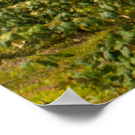 Seneca Lake en Vineyards, New York Poster (Hoek)