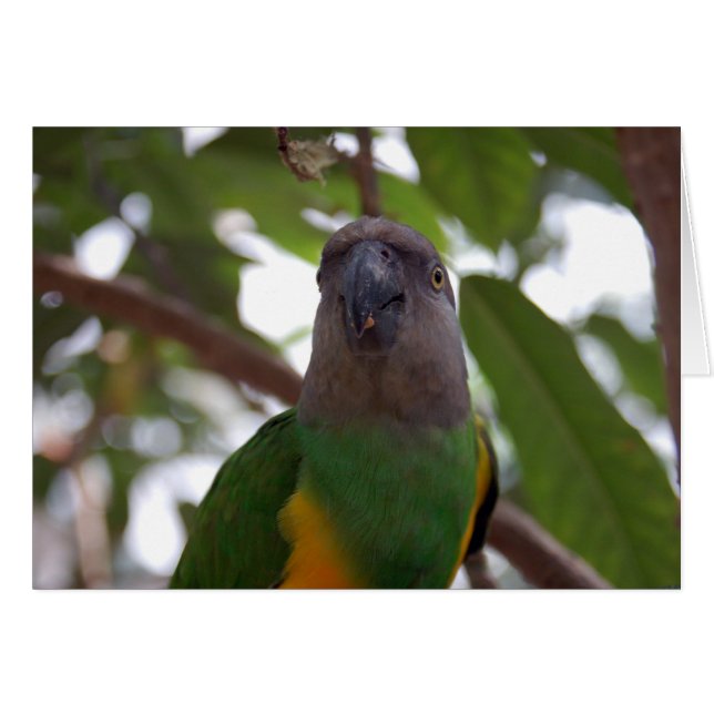 Senegal Parrot (Voorkant Horizontaal)