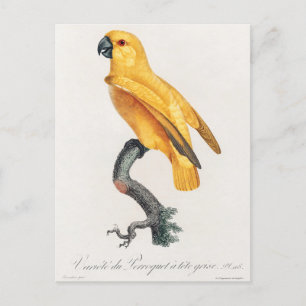 Senegal Parrot Briefkaart