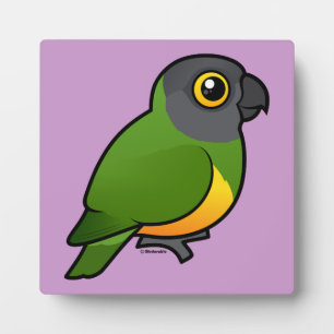 Senegal Parrot Fotoplaat