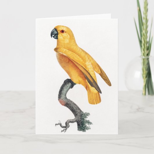 Senegal Parrot Kaart (Voorkant)