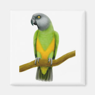Senegal Parrot Magnet Magneet
