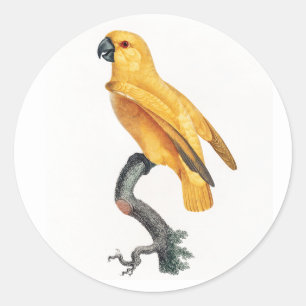 Senegal Parrot Ronde Sticker