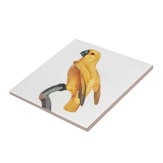 Senegal Parrot Tegeltje (Zijkant)