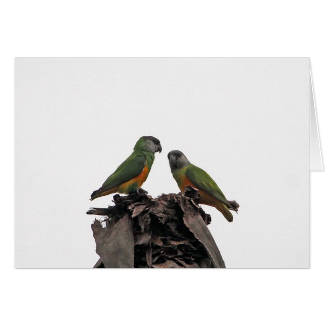 Senegal Parrots (Voorkant Horizontaal)