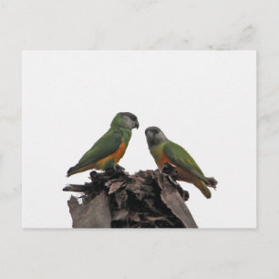 Senegal Parrots Briefkaart