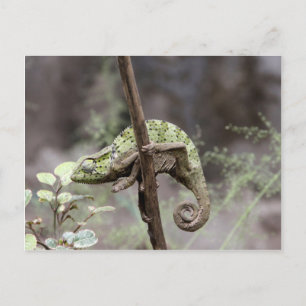 Senegalese kameleon, Chamaeleo senegalensis Briefkaart