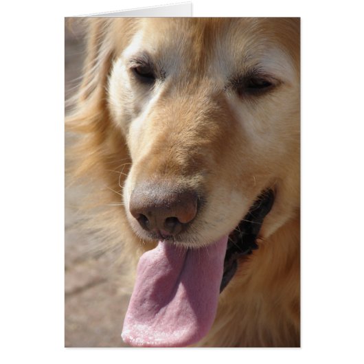 Senior Golden (Devant)